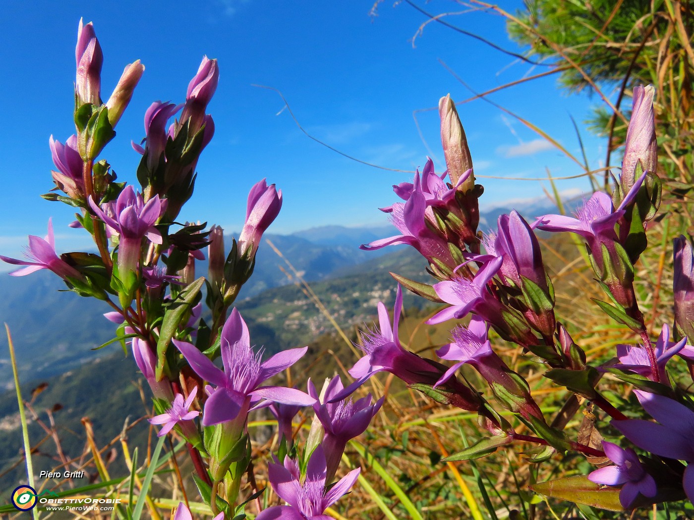 24 Gentianella anisodonta - Genzianella anisodonta baciata dal sole.JPG